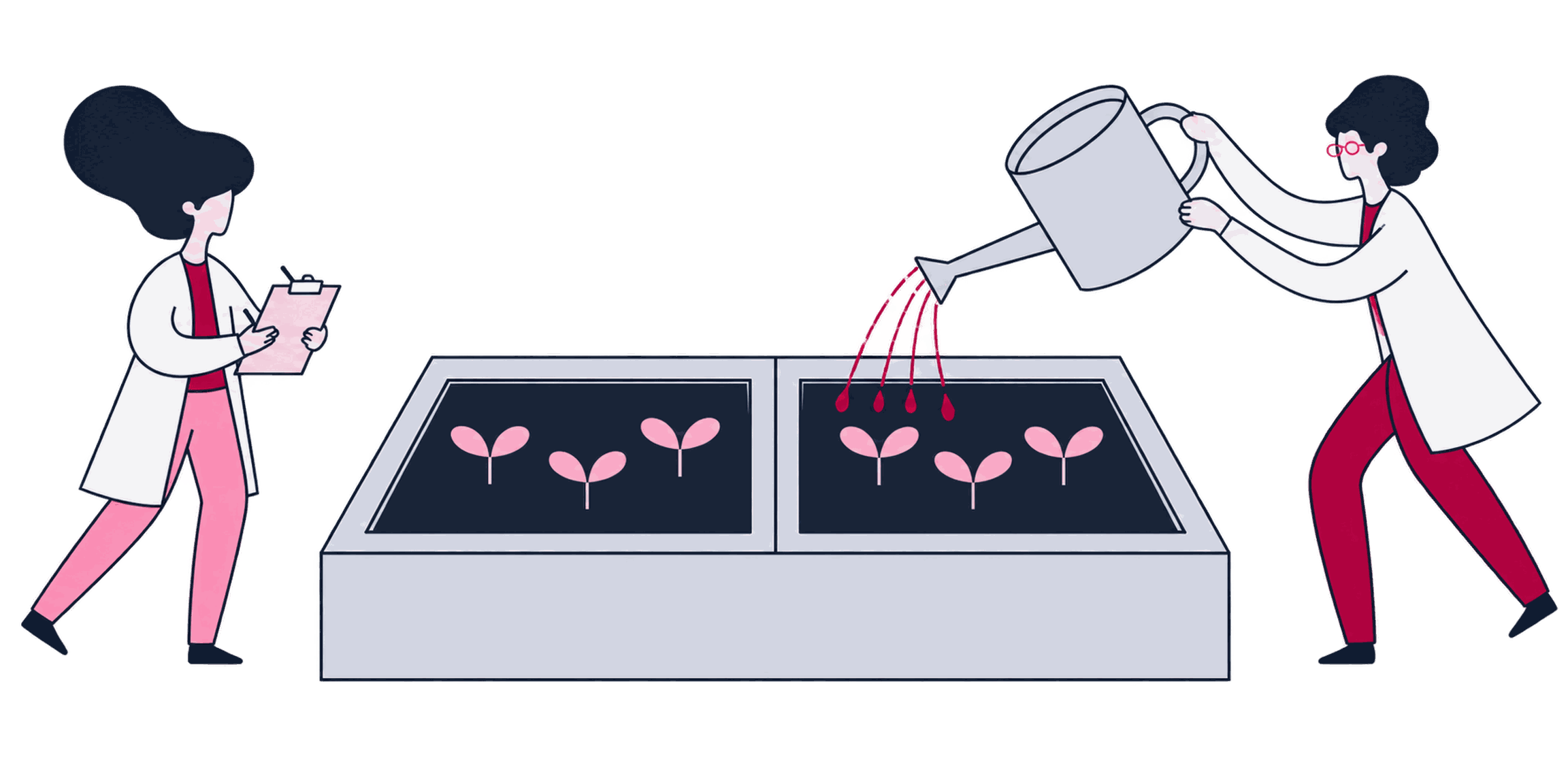A scientist running a split test: two identical plots, one watered